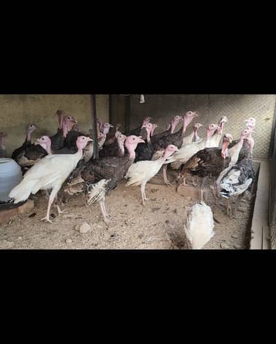Live Turkey Bird / Fresh Turkey meat / Turkey Birds