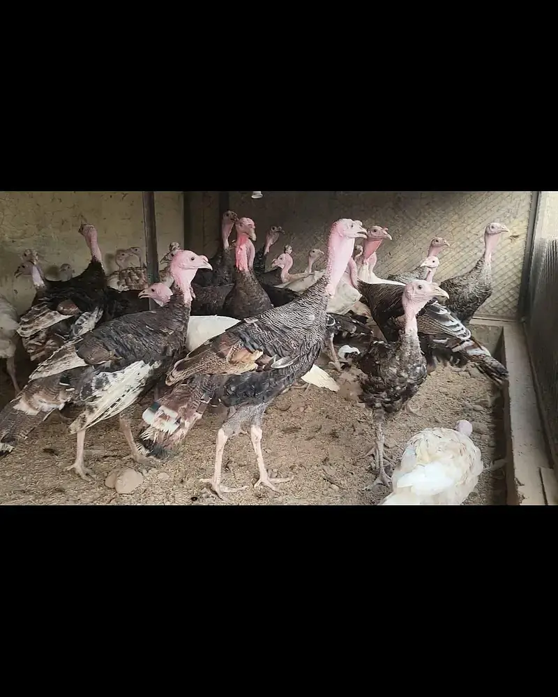 Live Turkey Bird / Fresh Turkey meat / Turkey Birds — photo 2