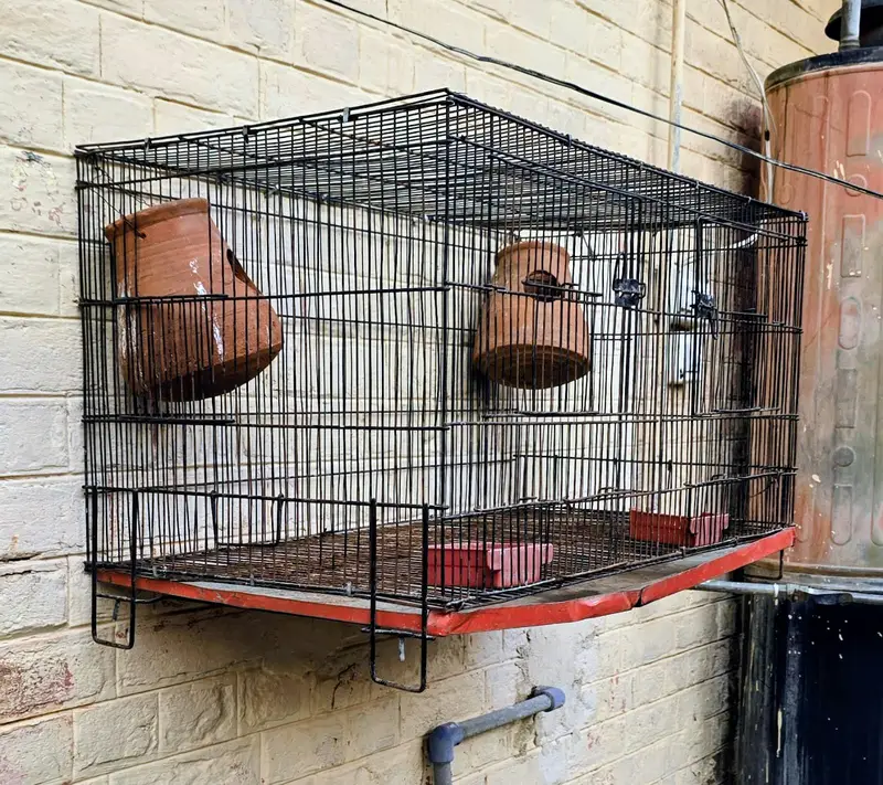 Bird Cage For Sale — photo 3