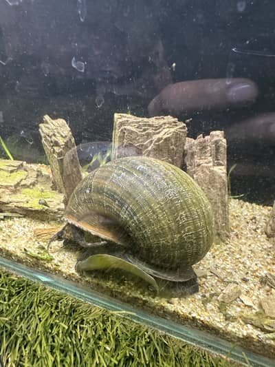 MYSTERY SNAIL LARGE SIZE