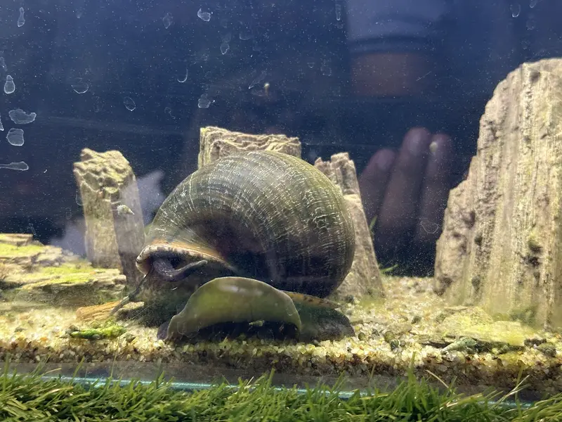 MYSTERY SNAIL LARGE SIZE — photo 2