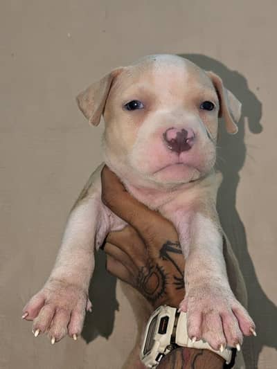 Pitbull puppy/pitbull/pittbull