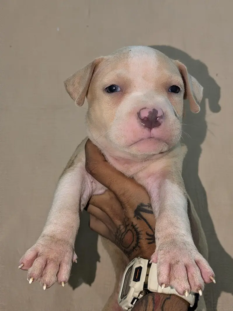Pitbull puppy/pitbull/pittbull — photo 2