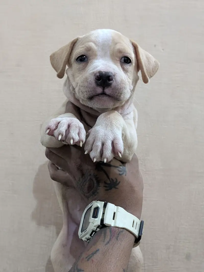 Pitbull puppy/pitbull/pittbull — photo 3