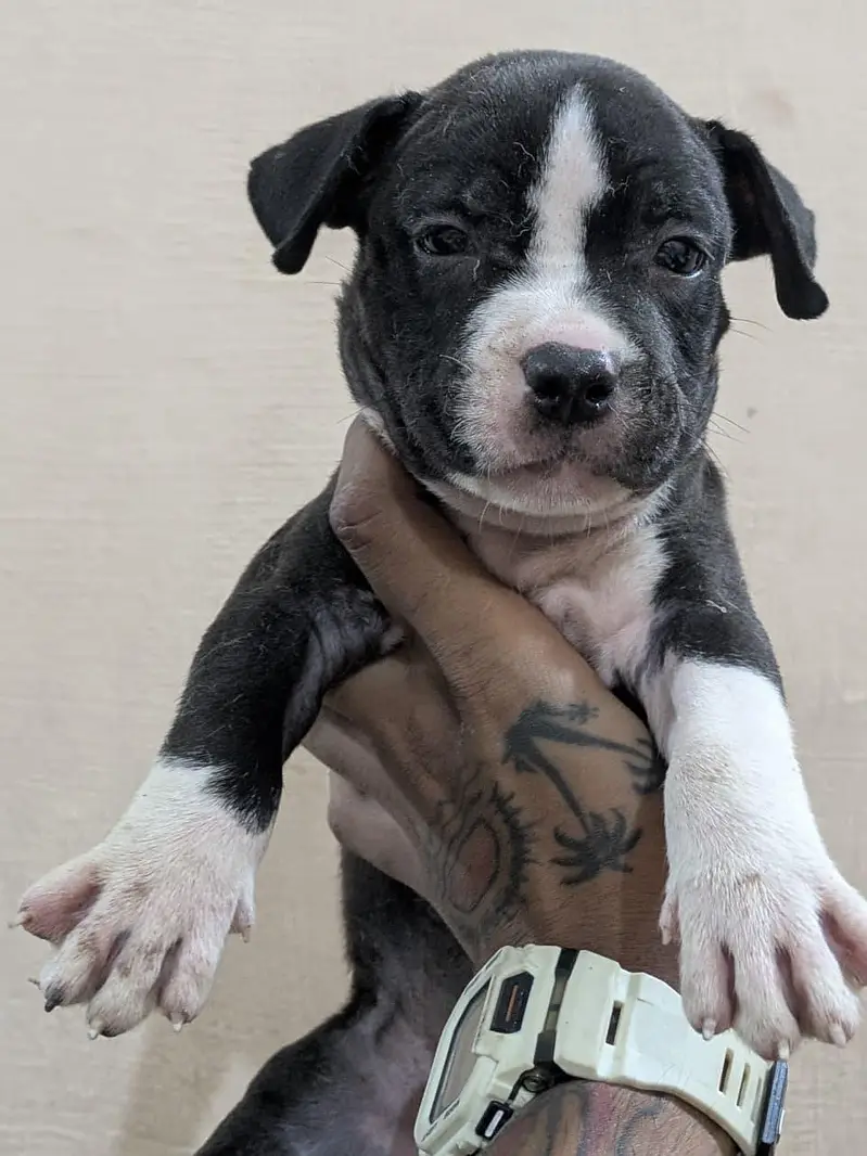 Pitbull puppy/pitbull/pittbull — photo 4