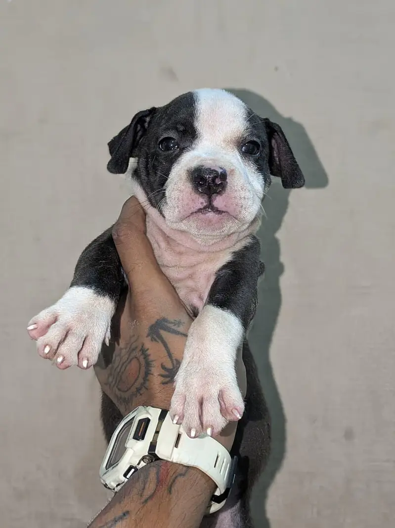 Pitbull puppy/pitbull/pittbull — photo 5