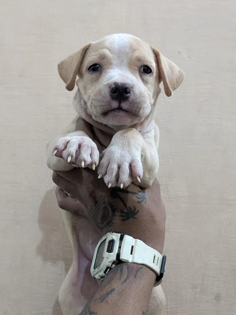 Pitbull puppy/pitbull/pittbull — photo 6