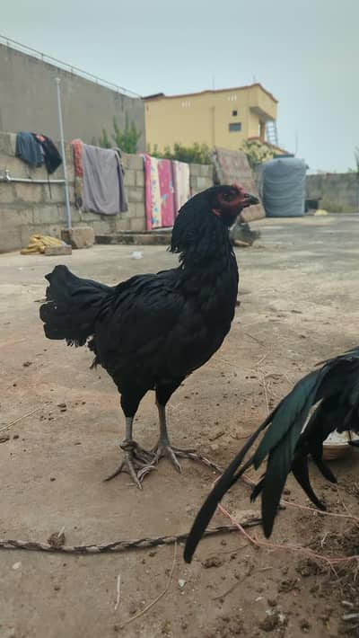 6 asil chuzy bary 2 asil murgi 1 java murgha