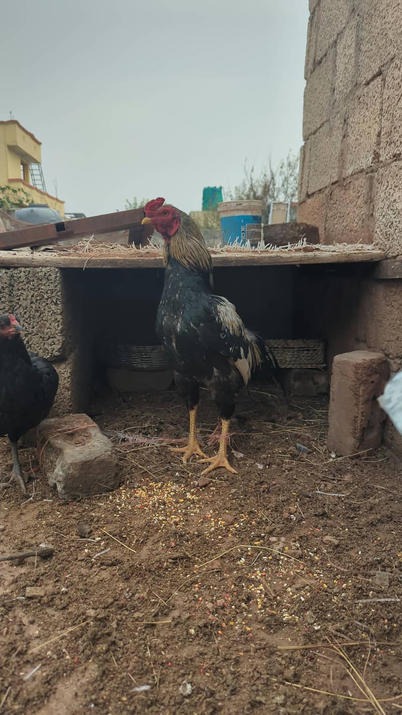 6 asil chuzy bary 2 asil murgi 1 java murgha - Hens - 1120311835