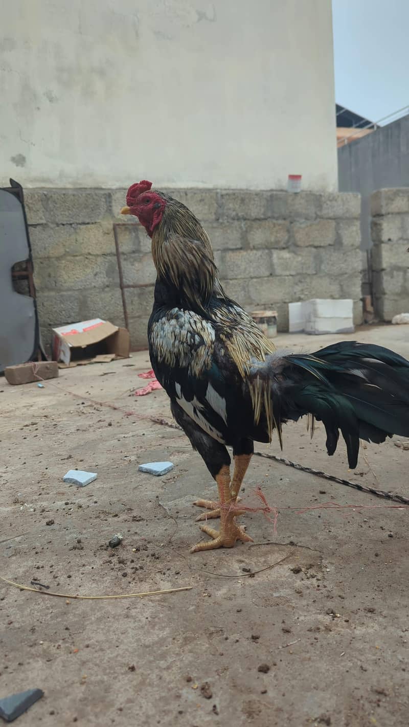 6 asil chuzy bary 2 asil murgi 1 java murgha - Hens - 1120311835