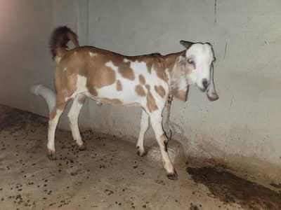 bakra for eid 2027. kheera bakra