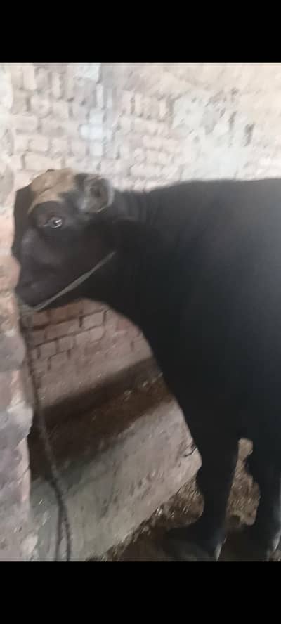 بھینس برائے فروخت