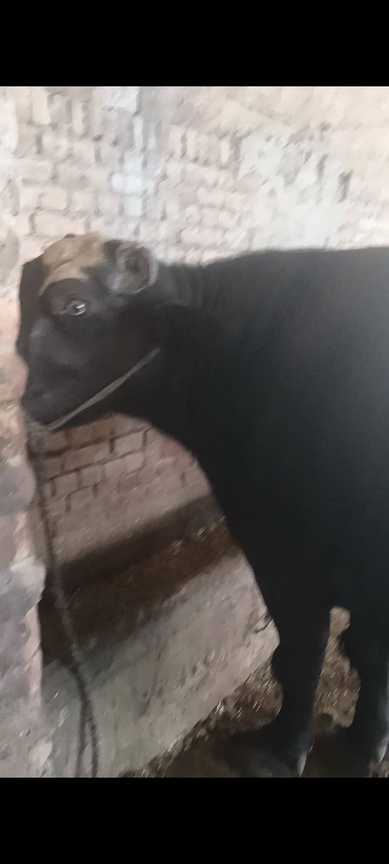 بھینس برائے فروخت 0