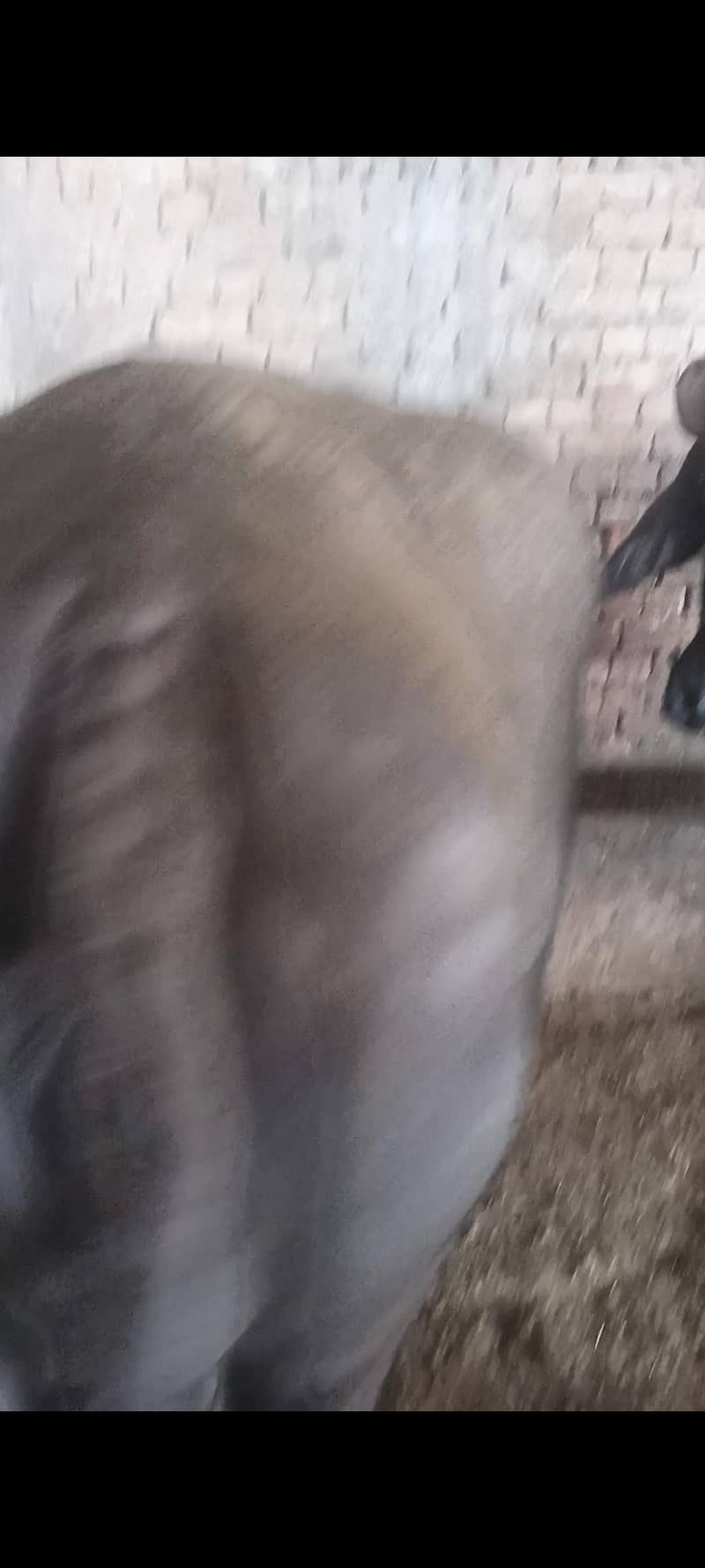 بھینس برائے فروخت 1