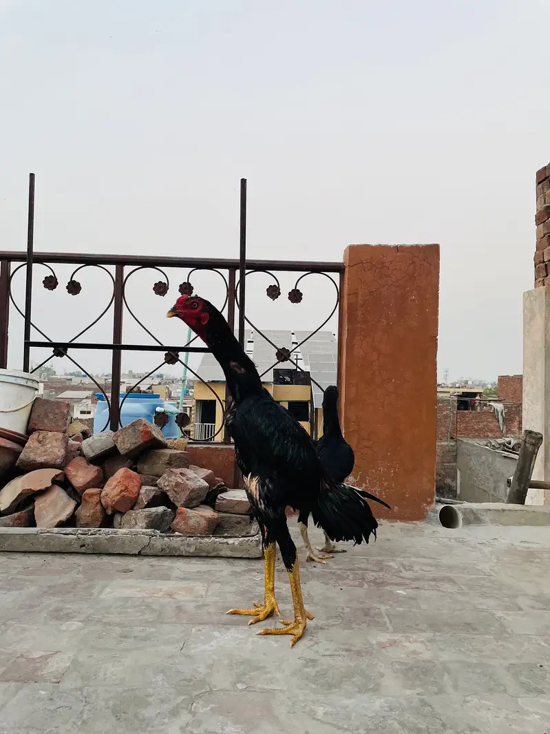Fazi aseel — photo 4