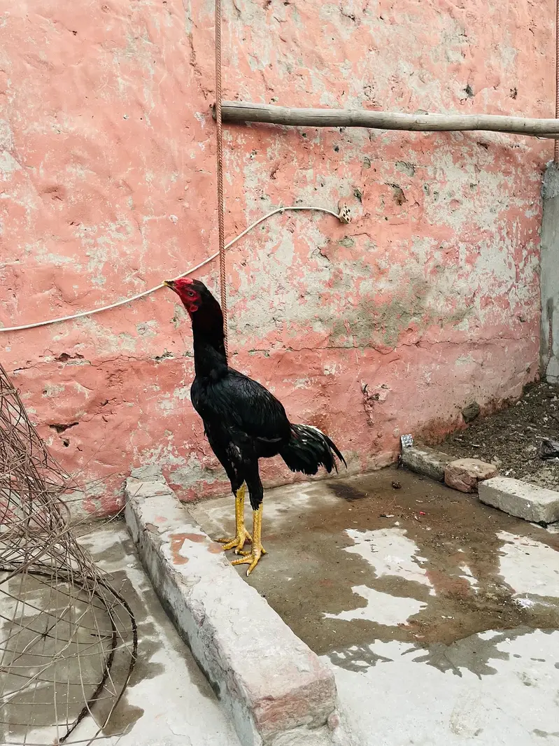 Fazi aseel — photo 6