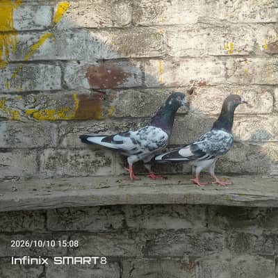 Breeder pairs