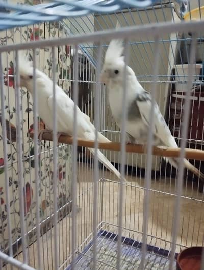 cocktail breeder pair with new cage 2x1.5