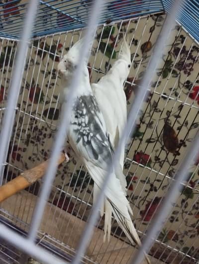 cocktail breeder pair with new cage 2x1.5