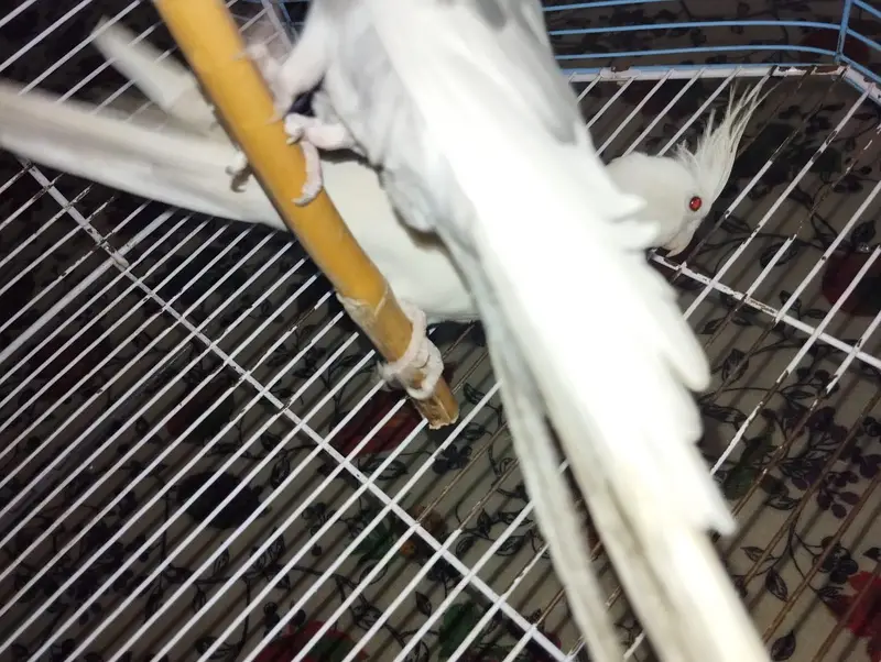 cocktail breeder pair with new cage 2x1.5 — photo 4