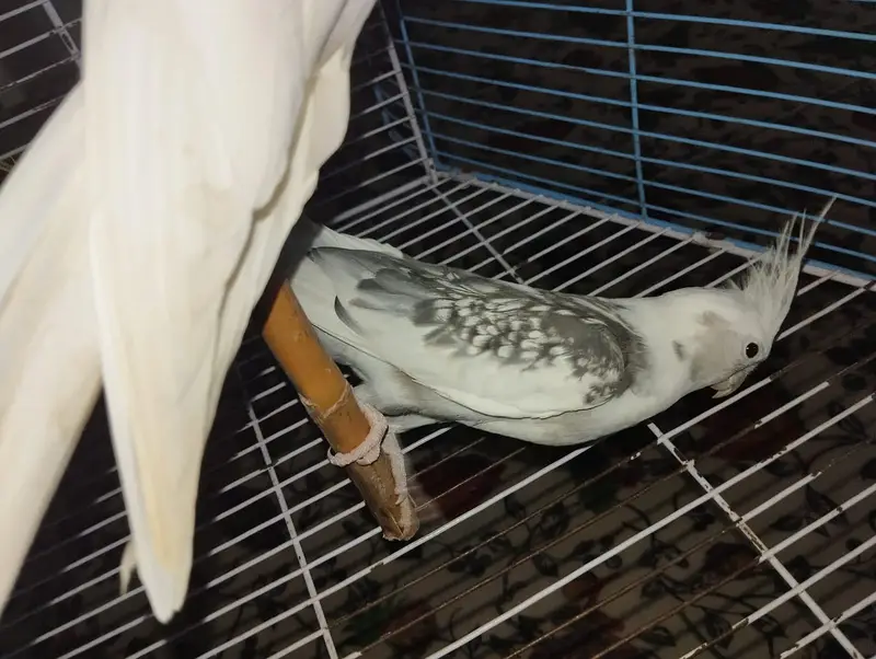 cocktail breeder pair with new cage 2x1.5 — photo 5