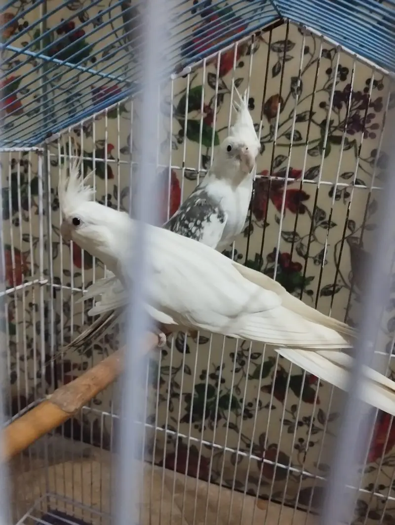 cocktail breeder pair with new cage 2x1.5 — photo 7