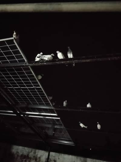 all types of pigeons for sale