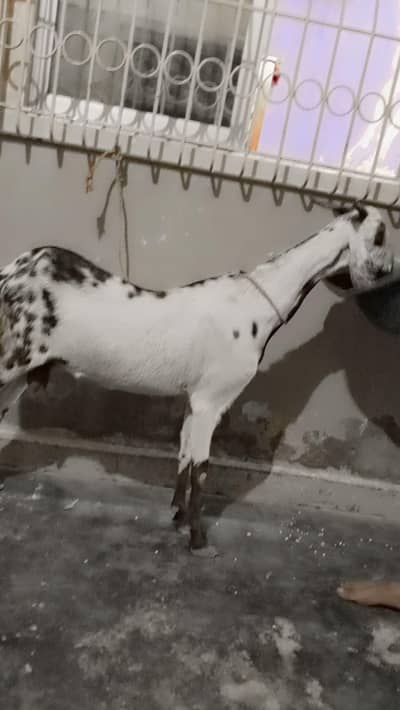 Tapri Female For Sell: