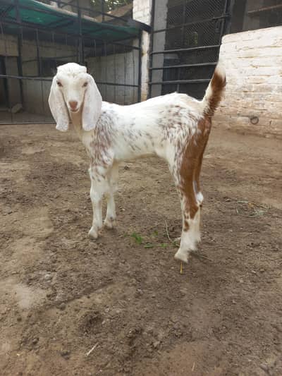 Beetal & Teddi Goats
