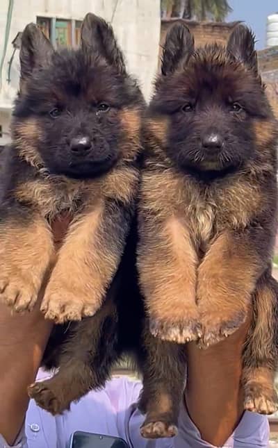 German Shepherd pair  |  (GSD) | Long coated |  black n tan puppies |