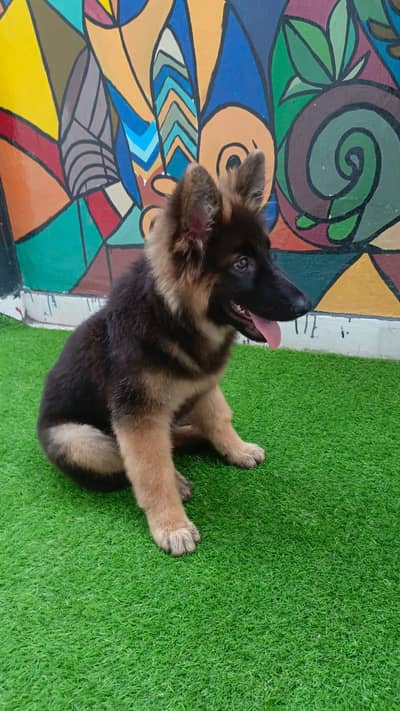 German Shepherd Puppy
