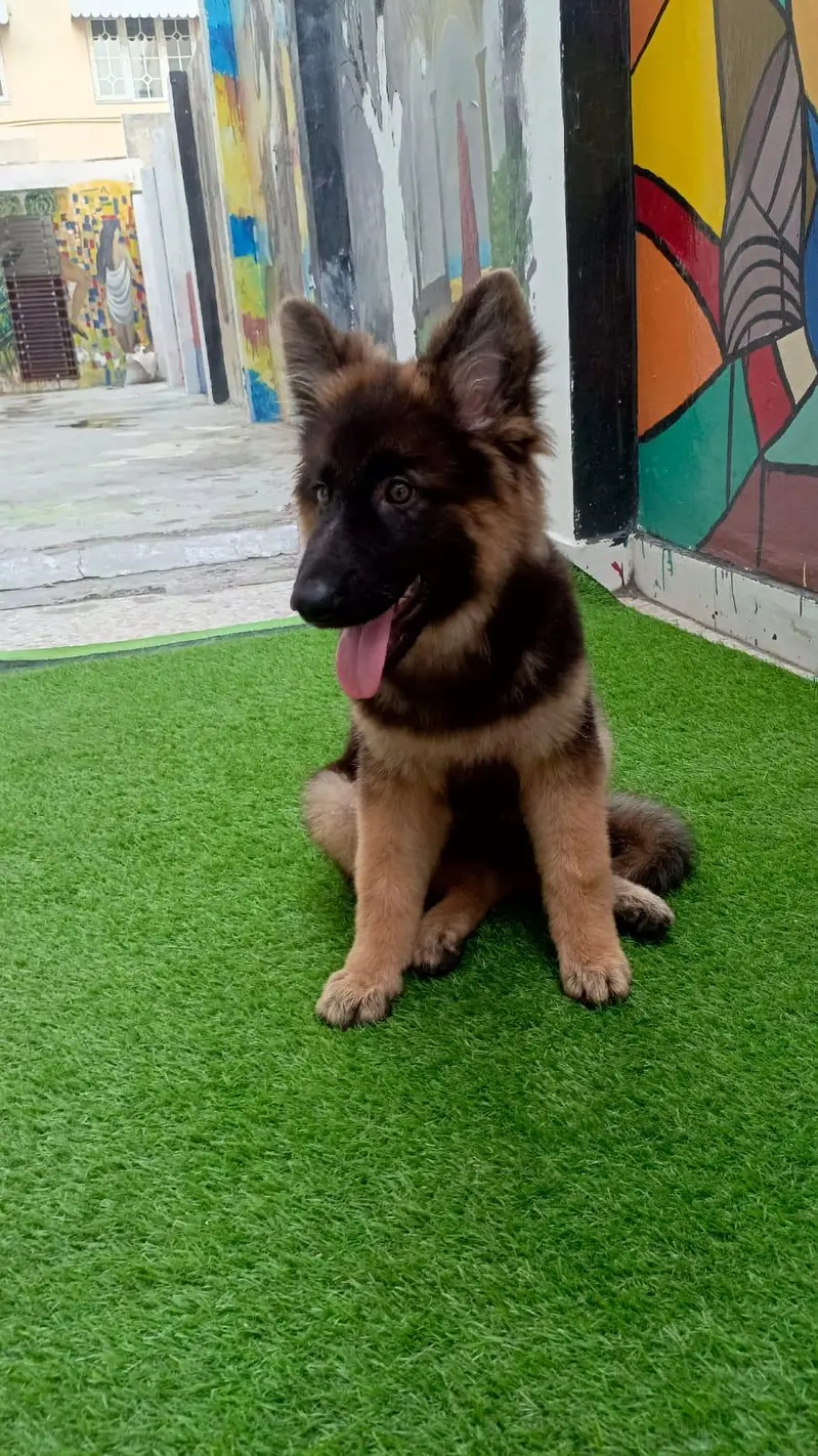 German Shepherd Puppy — photo 2