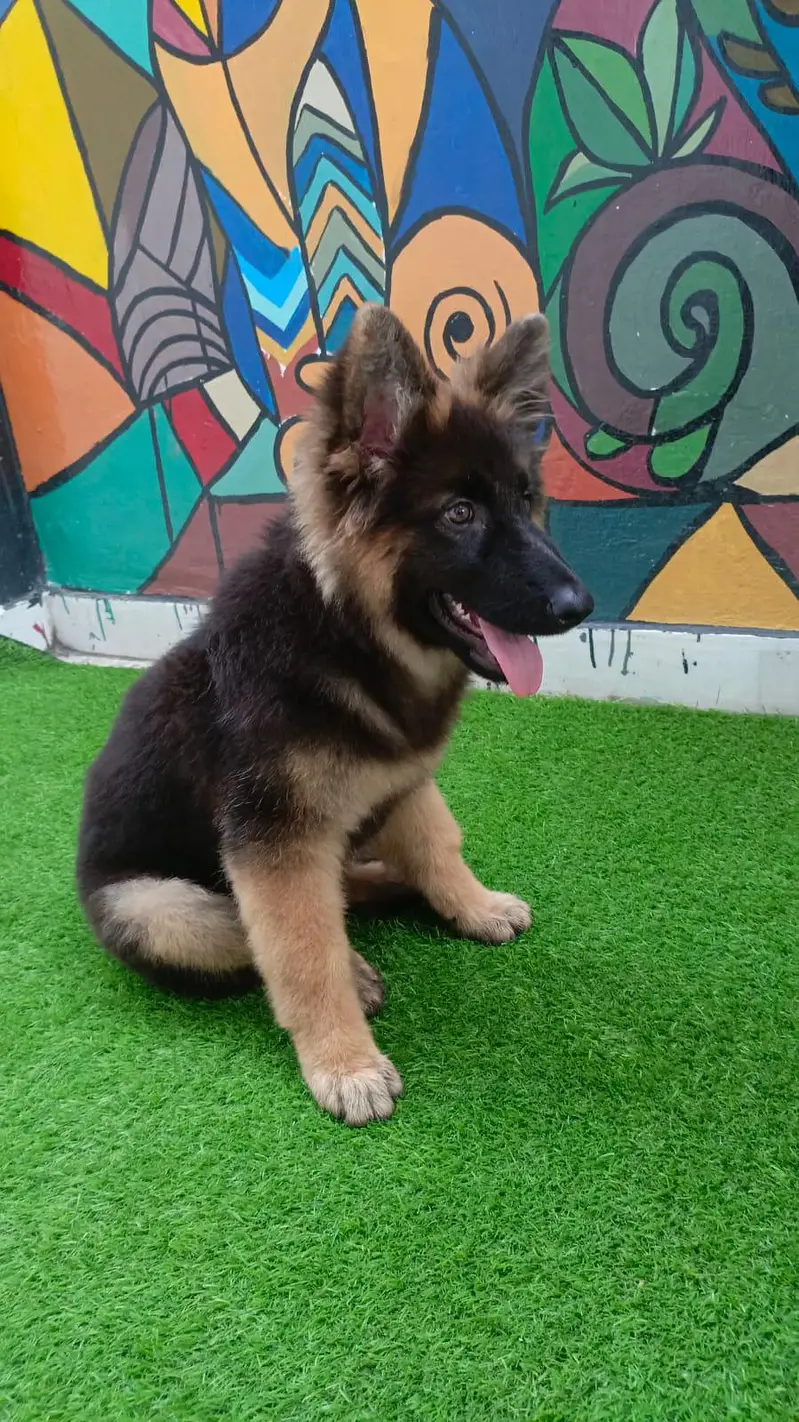 German Shepherd Puppy — photo 3