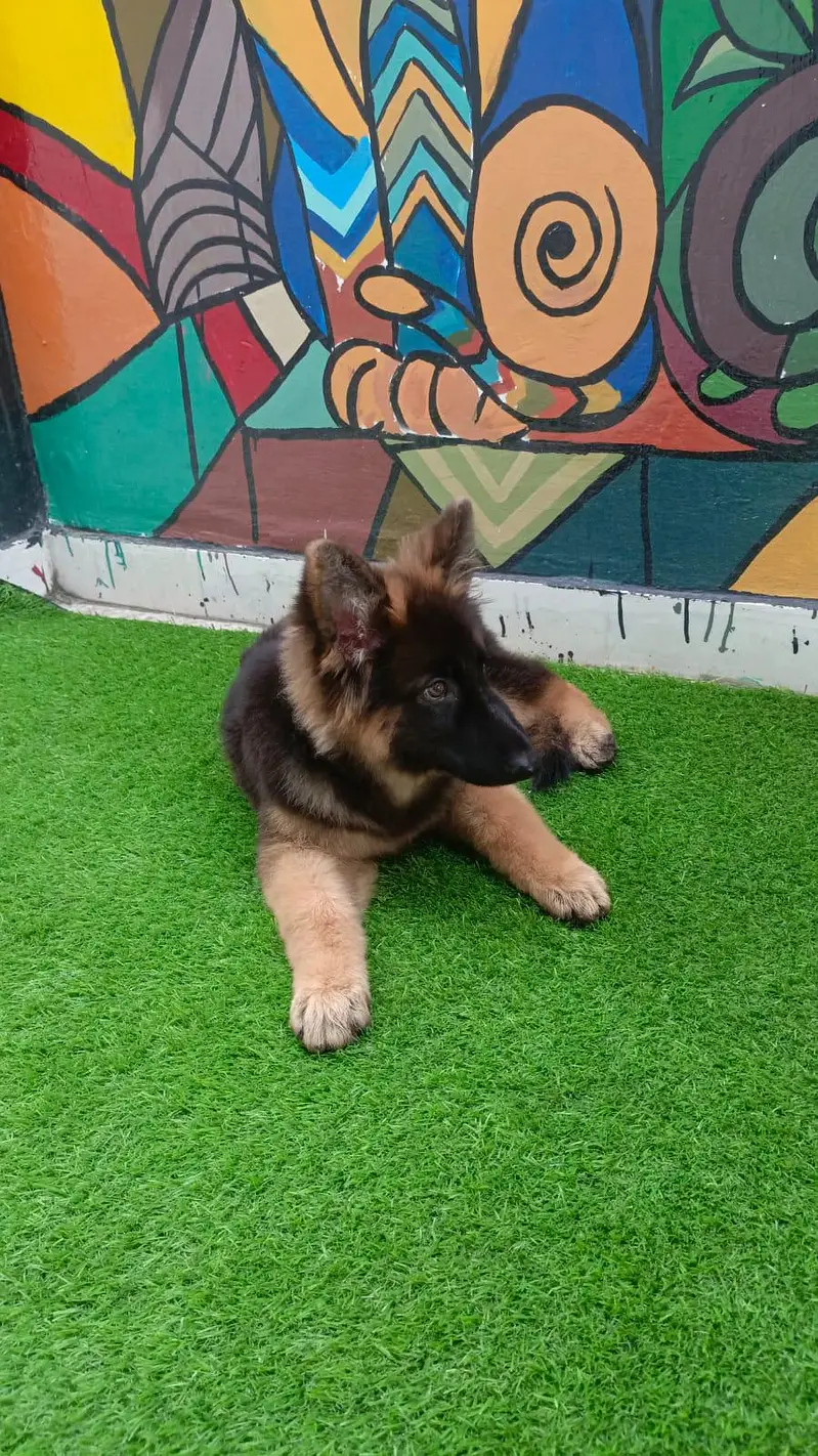 German Shepherd Puppy — photo 4