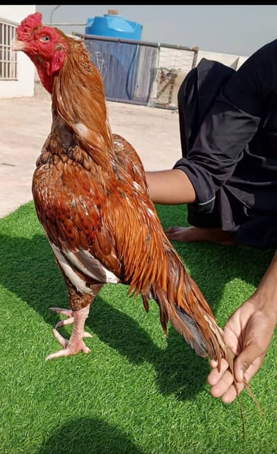 High quality peela murgha urgent for sale