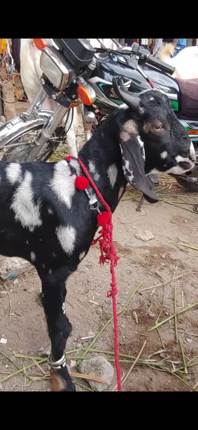 tapra for sale