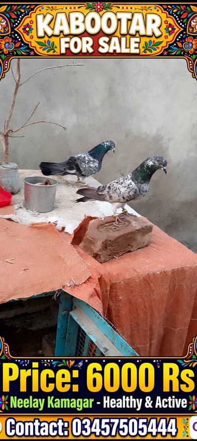 Dabwala or chapra ka cross kabooter ka jora location Garh more zila j