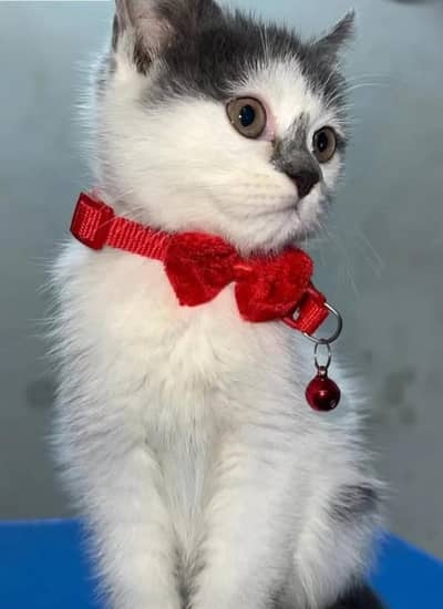 British short hair grey and white colour
