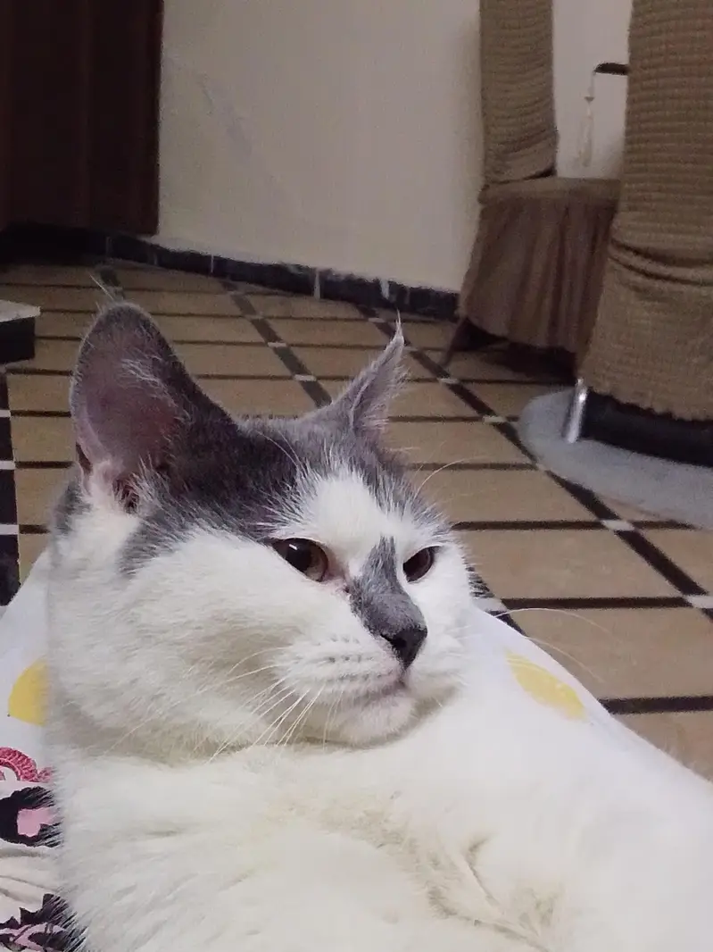 British short hair grey and white colour — photo 2