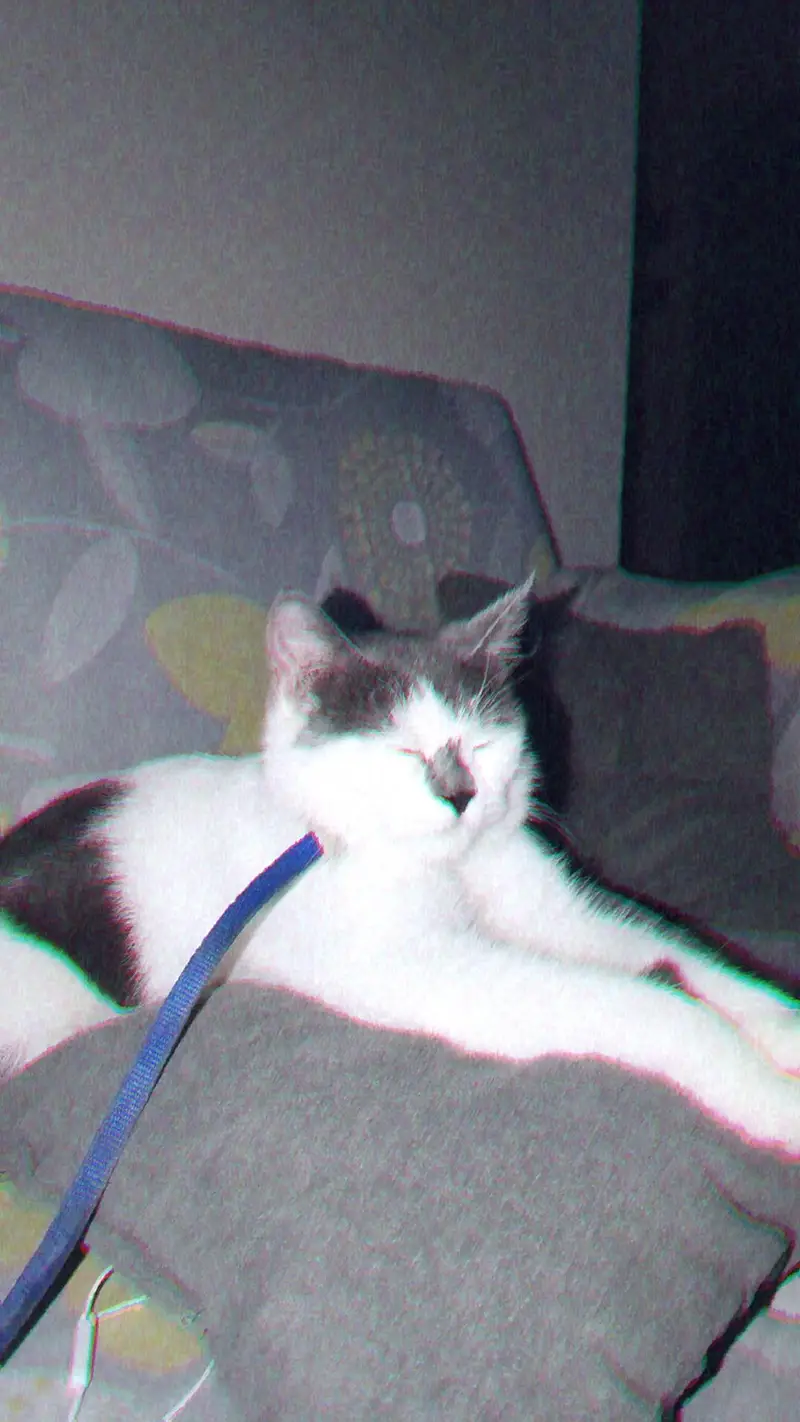 British short hair grey and white colour — photo 3