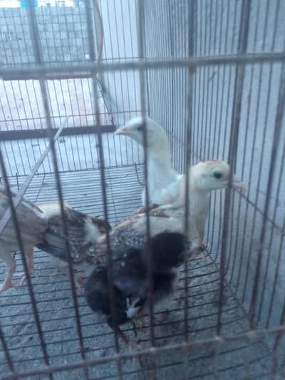 Aseel chicks