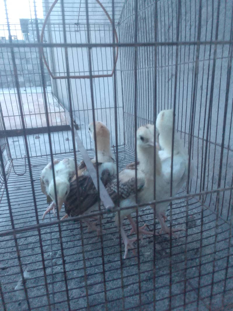 Aseel chicks 1