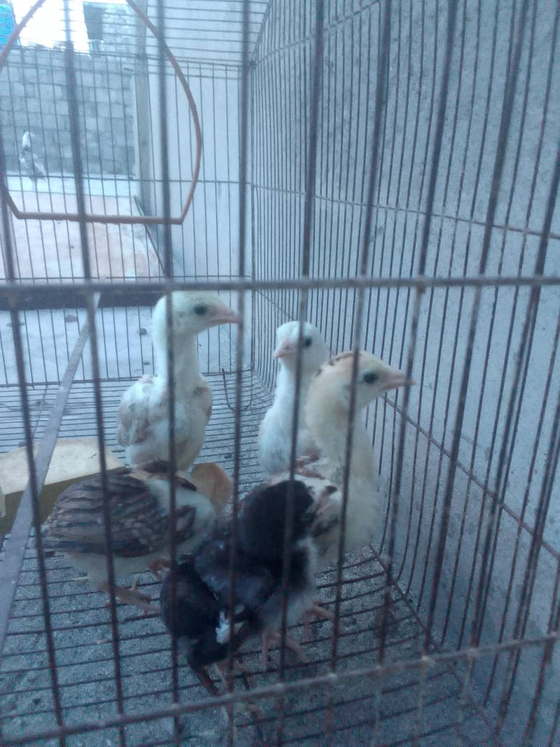 Aseel chicks 2