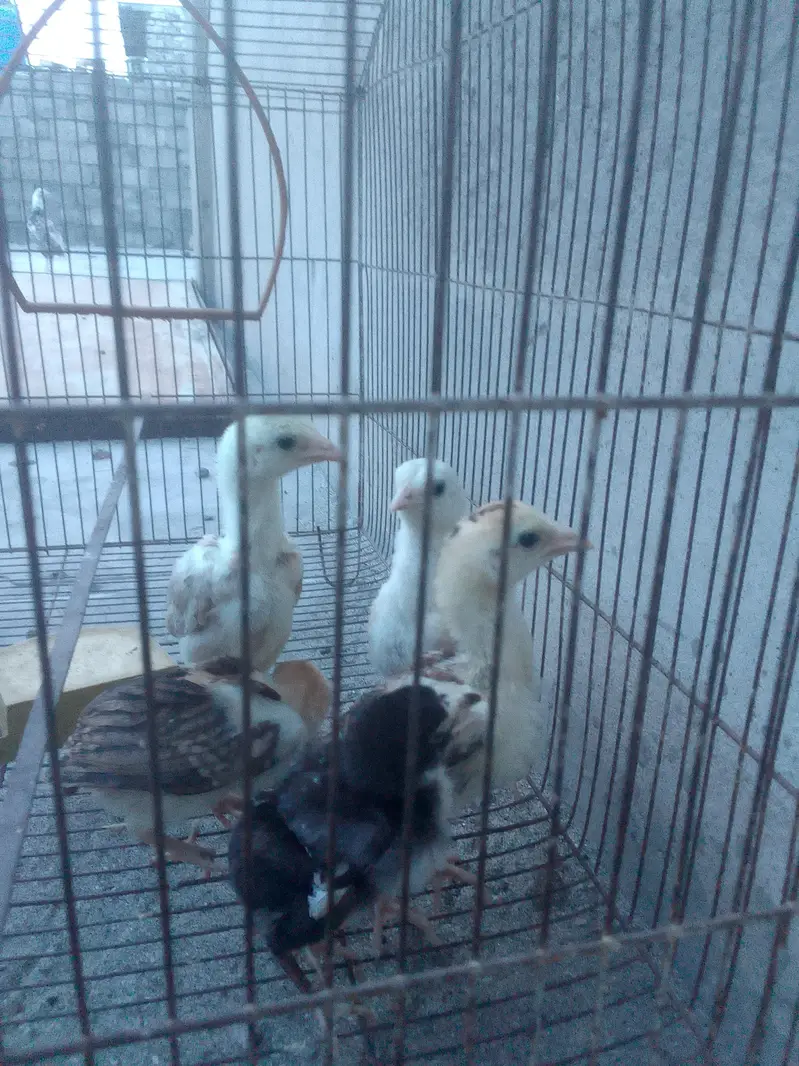 Aseel chicks — photo 3
