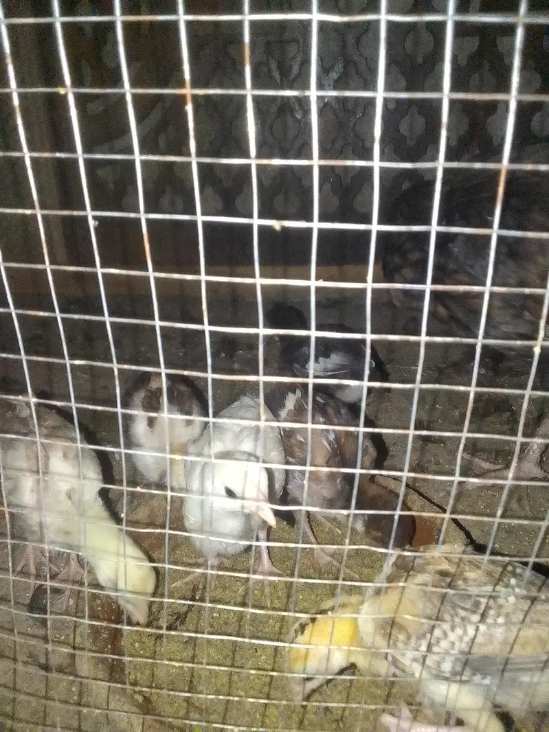 Aseel chicks — photo 4