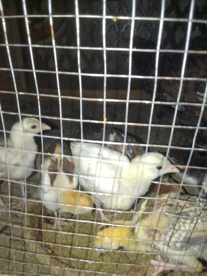 Aseel chicks 4
