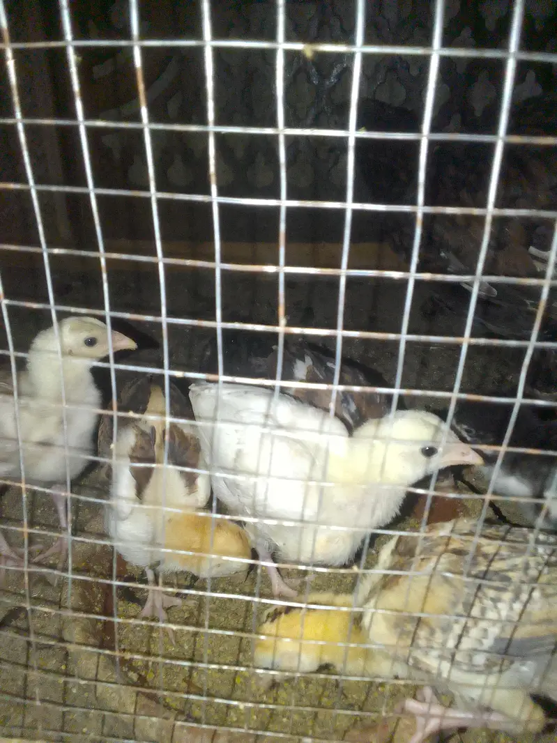 Aseel chicks — photo 5