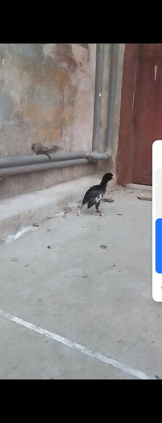 Aseel chicks 5