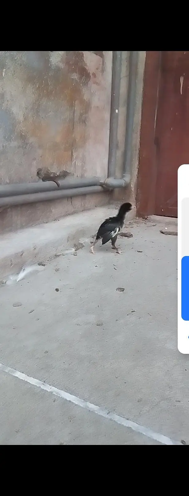 Aseel chicks — photo 6