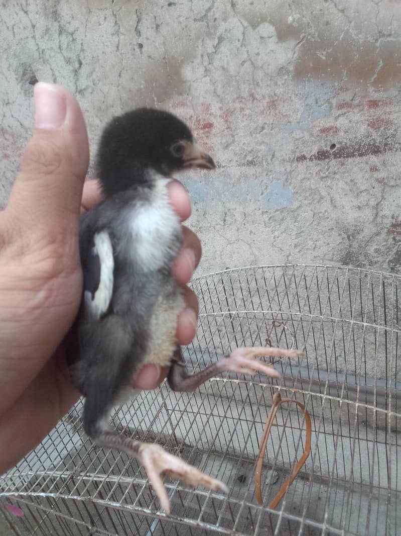 Aseel chicks 6